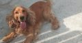 Cocker spaniel