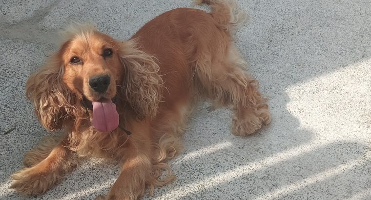 Cocker spaniel