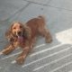 Cocker spaniel
