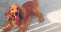 Cocker spaniel