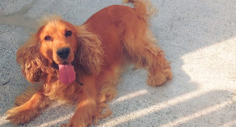 Cocker spaniel