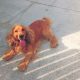 Cocker spaniel