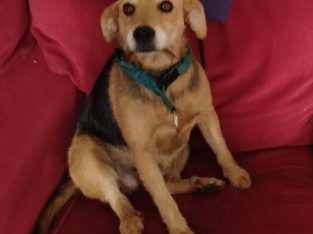 Small Intelligent dog for sale