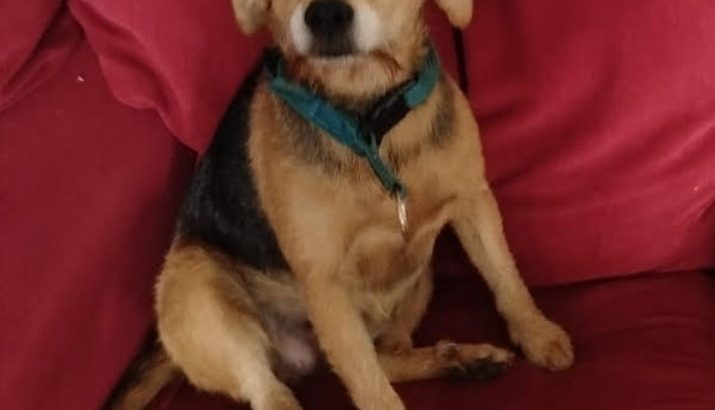 Small Intelligent dog for sale