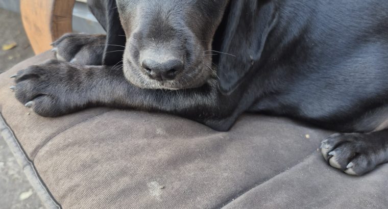 Puppies cocker Spanish