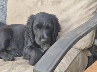 Puppies cocker Spanish