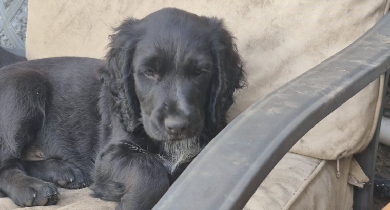 Puppies cocker Spanish