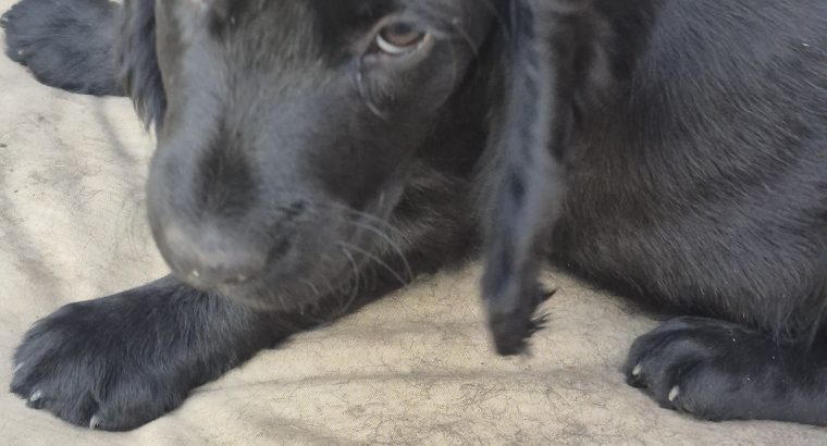 Puppies cocker Spanish/jrt/collie