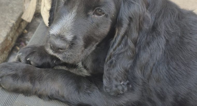 Puppies cocker Spanish