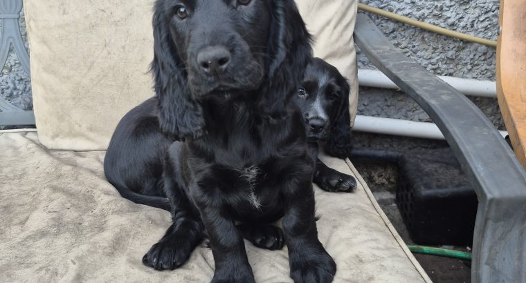 Puppies cocker Spanish/jrt/collie
