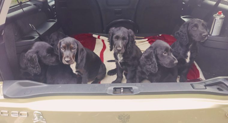 Puppies cocker Spanish