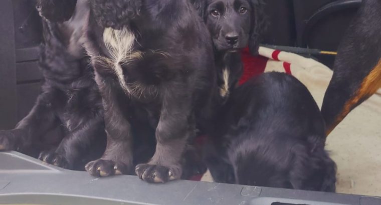 Puppies cocker Spanish/jrt/collie
