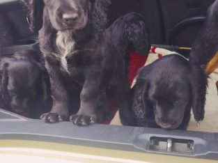 Puppies cocker Spanish/jrt/collie