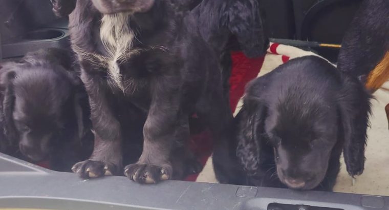 Puppies cocker Spanish/jrt/collie