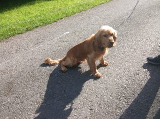Cocker spaniel