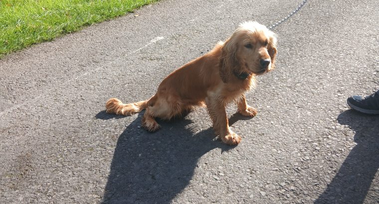 Cocker spaniel