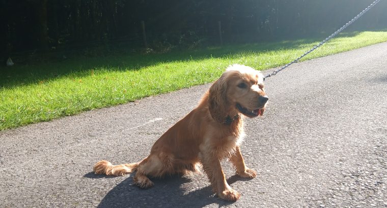 Cocker spaniel