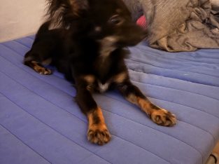 Chihuahua 7 months old