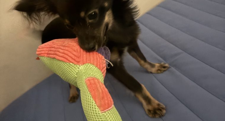 Chihuahua 7 months old