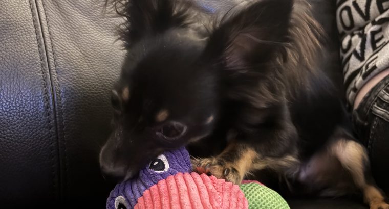 Chihuahua 7 months old