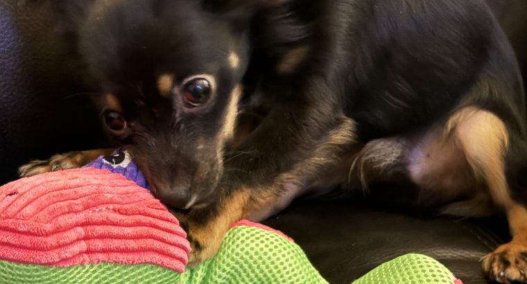 Chihuahua 7 months old