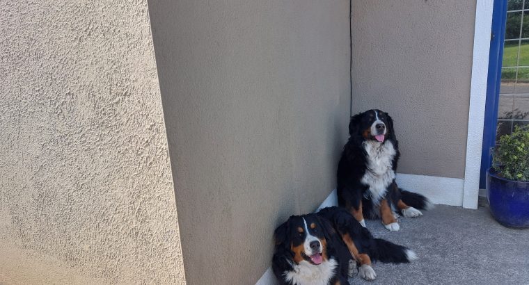 Bernease mountain dog female