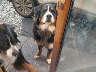 Bernease mountain dog female