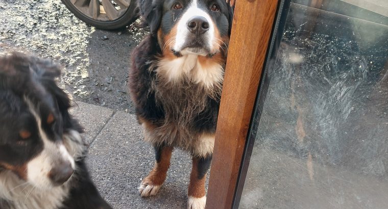 Bernease mountain dog female