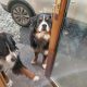 Bernease mountain dog female