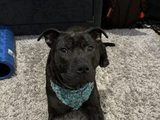 Staffordshire Bull Terrier sale