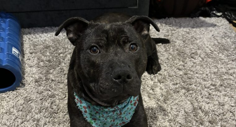 Staffordshire Bull Terrier sale