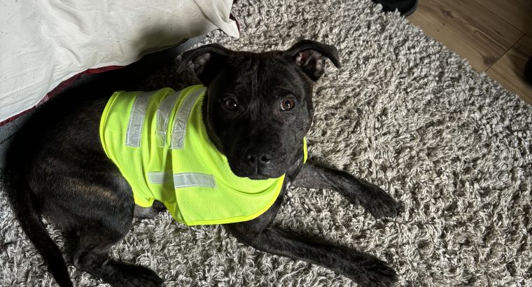 Staffordshire Bull Terrier sale